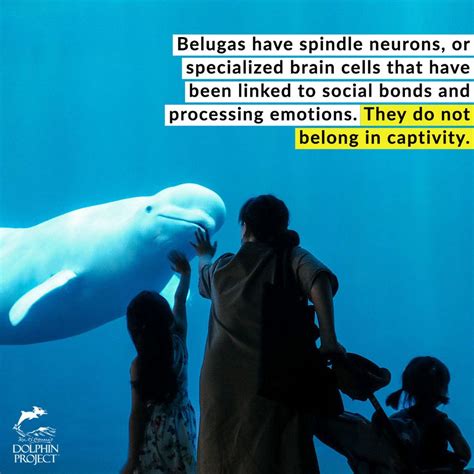 Beluga Facts | Georgia aquarium, Beluga, Ocean sounds