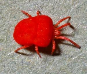 Landmark Wildlife Management » Chiggers: A Knowledge and Survival Guide