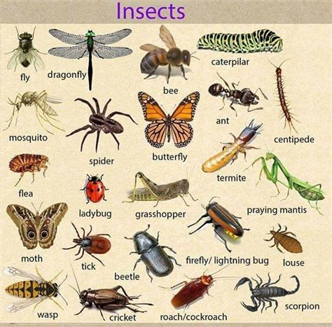 "INSECTS" Vocabulary Word List | English vocabulary, Learn english ...