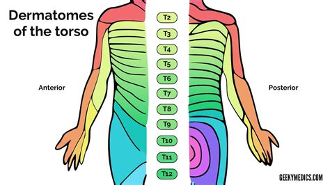 Thoracic Spine Dermatomes And Myotomes - Dermatomes Chart and Map