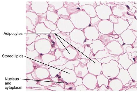 Adipose Tissue: Histology | Concise Medical Knowledge