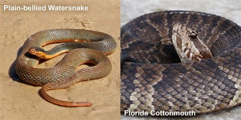 Florida Cottonmouth – Florida Snake ID Guide