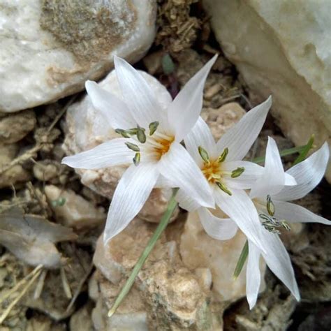 20 Types Of Popular Colchicum Pictorial Guide