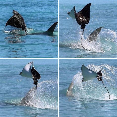 Spotted Eagle Ray being chased by a HAMMERHEAD SHARK! 🔨🦈 Absolutely ...