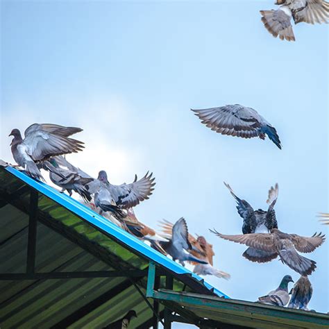 Pigeon Control Services