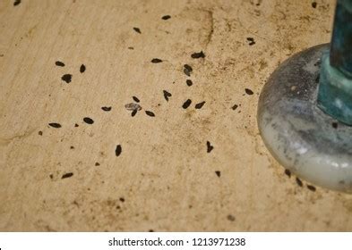 689 Mouse Poop Images, Stock Photos, and Vectors | Shutterstock