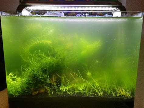 7 Main Types of Algae In Fish Tanks » Learn More