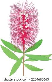 Bottle Brush Flower Vector Illustration Stock Vector (Royalty Free ...