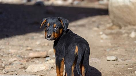 Rottweiler Mix Pictures - AZ Animals