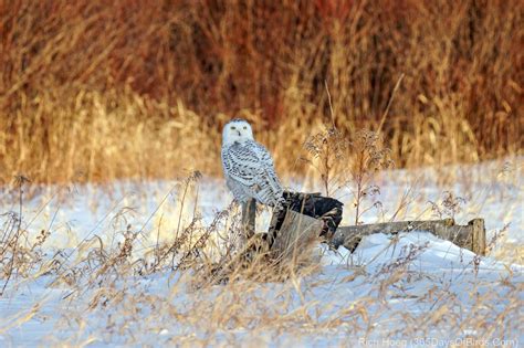 Snowy Owls and more … | 365 Days of Birds