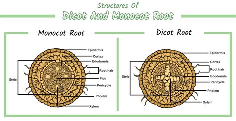 Internal root structure of monocot root and dicot root 21814952 Vector ...