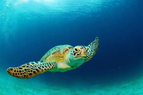 Sea Turtle Facts