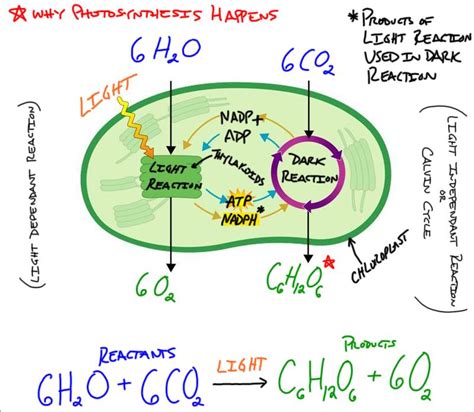 #BioDub - Labelled Chloroplast Diagram - MrDubuque.com