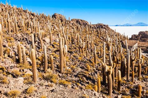 Cactus Island On Salar De Uyuni Salt Flat Near Uyuni Photo Background ...