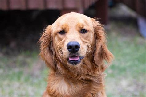 The Best Golden Retriever Names - 525+ Unique Ideas