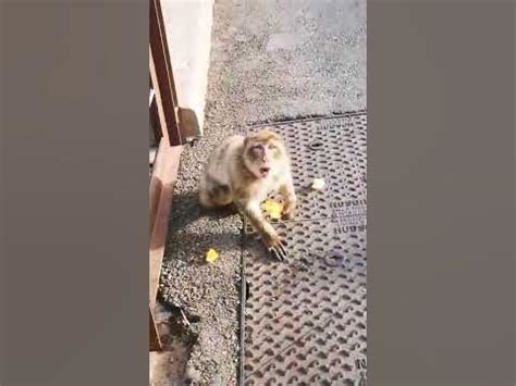 Monkey angry with me - makaka species - YouTube