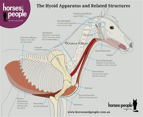 The Hype About The Hyoid Apparatus - Horses and People