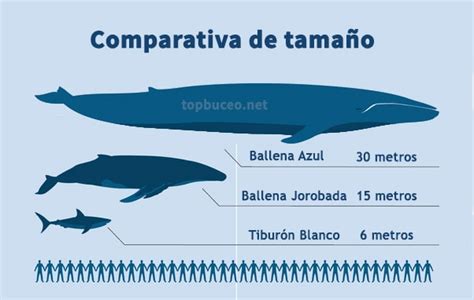 La experiencia de bucear y nadar con la Ballena Azul y Lugares