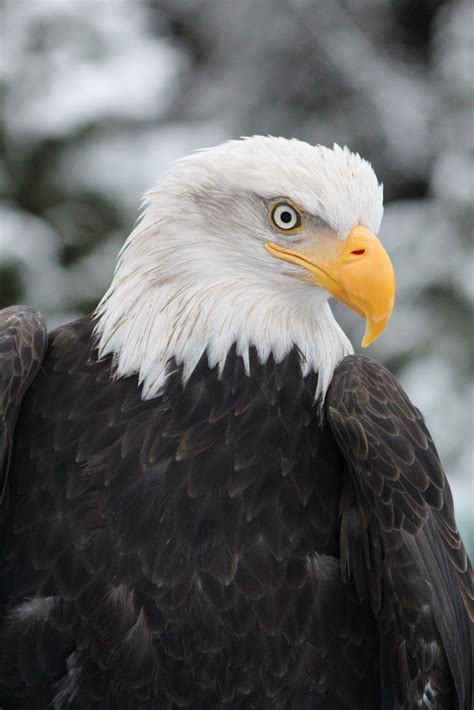 Rain (Bald Eagle) – Alaska Raptor Center