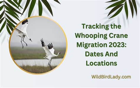 Tracking the Whooping Crane Migration 2023: Dates And Locations