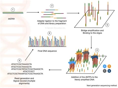 DNA Sequencing: History, Steps, Methods, Applications And Limitations