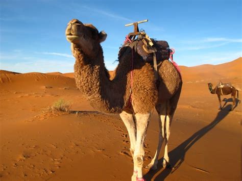 Morocco Sahara Desert Erg Chebbi Camel Dromedar_Source NOSADE - NOSADE