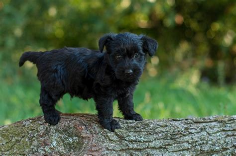 Scottie-Poo Picture Gallery – Acorn Acres Puppies