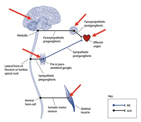 Content Background: The Effects of Acetylcholine – PEP