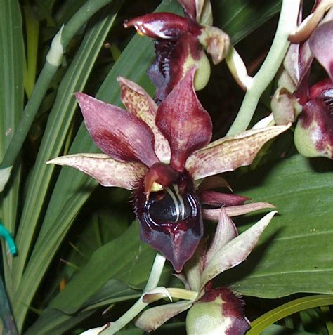 Ricardo's Blog, : This is a Catasetum Jumbo hybrid, unfortunately I ...