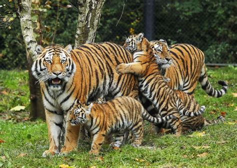 Adorable tiger cubs meet their dad for the 1st time - ABC News