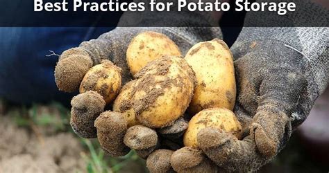 Best Practices for Potato Storage – EnviroSelects