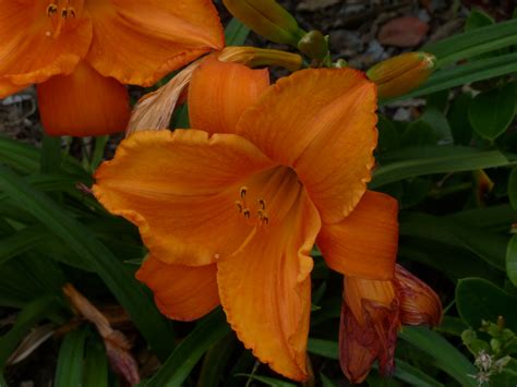 Orange Tiger Lily Free Stock Photo - Public Domain Pictures