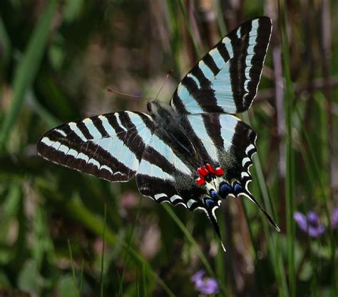 Zebra Swallowtail Butterfly | FWS.gov