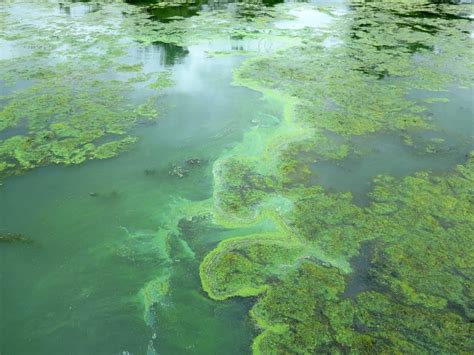 Researchers search for clues to toxic algae blooms | MPR News