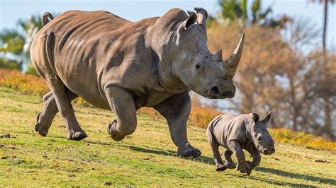 Baby Rhino Born Thanks to Science - YouTube