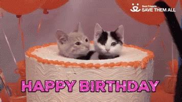 Happy Birthday Birthday Cake GIF – Happy Birthday Birthday Cake Kittens ...