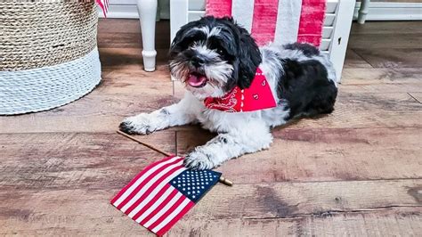 How to Make No-Sew Over-the-Collar Bandanas for your Dog - DIY Beautify ...