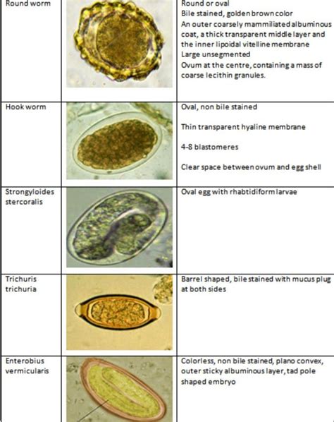 Stool Examination - MEDizzy