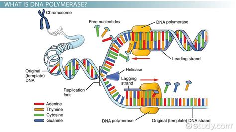 Topic 2.7: DNA Replication, Transcription and Translation - AMAZING ...