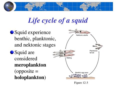 PPT - Chapter 12 The Marine Habitat PowerPoint Presentation, free ...