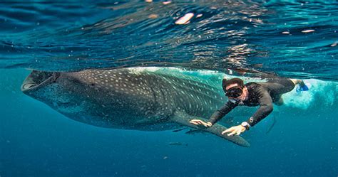 Whale Shark Snorkeling in Cancun