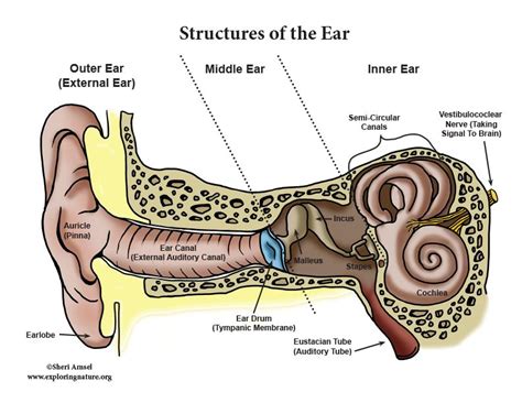 Anatomy Of The Human Ear