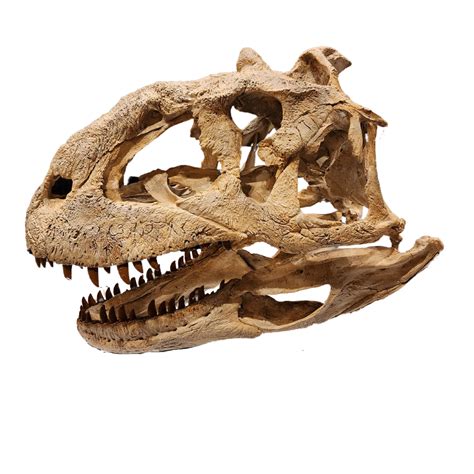 Majungasaurus skull cast – Fossil Crates