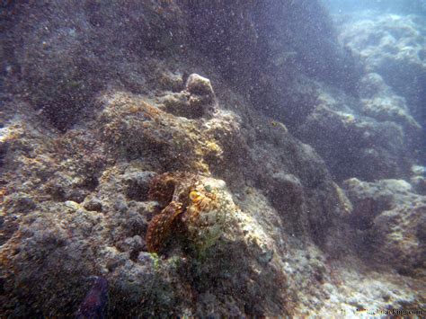 Hawaii Snorkeling - HawkeBackpacking.com