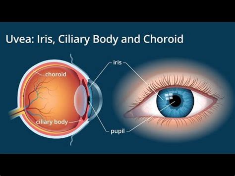 Uveal Tract Anatomy | Iris | Ciliary Body | Choroid | Eye Anatomy - YouTube