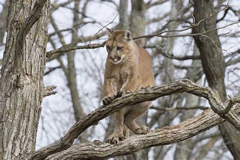 Cougar sightings rise in Upper Peninsula after years of skepticism ...