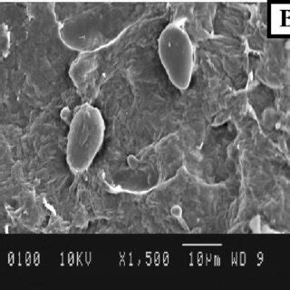 SEM images of A untreated pomace sample, B residual pomace after ...