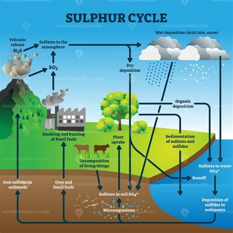 Sulphur cycle vector illustration - VectorMine