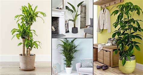 22 Best Large Indoor Plants | Tall Houseplants • India Gardening