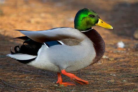 Mallard Duck - Connecticut's Beardsley Zoo